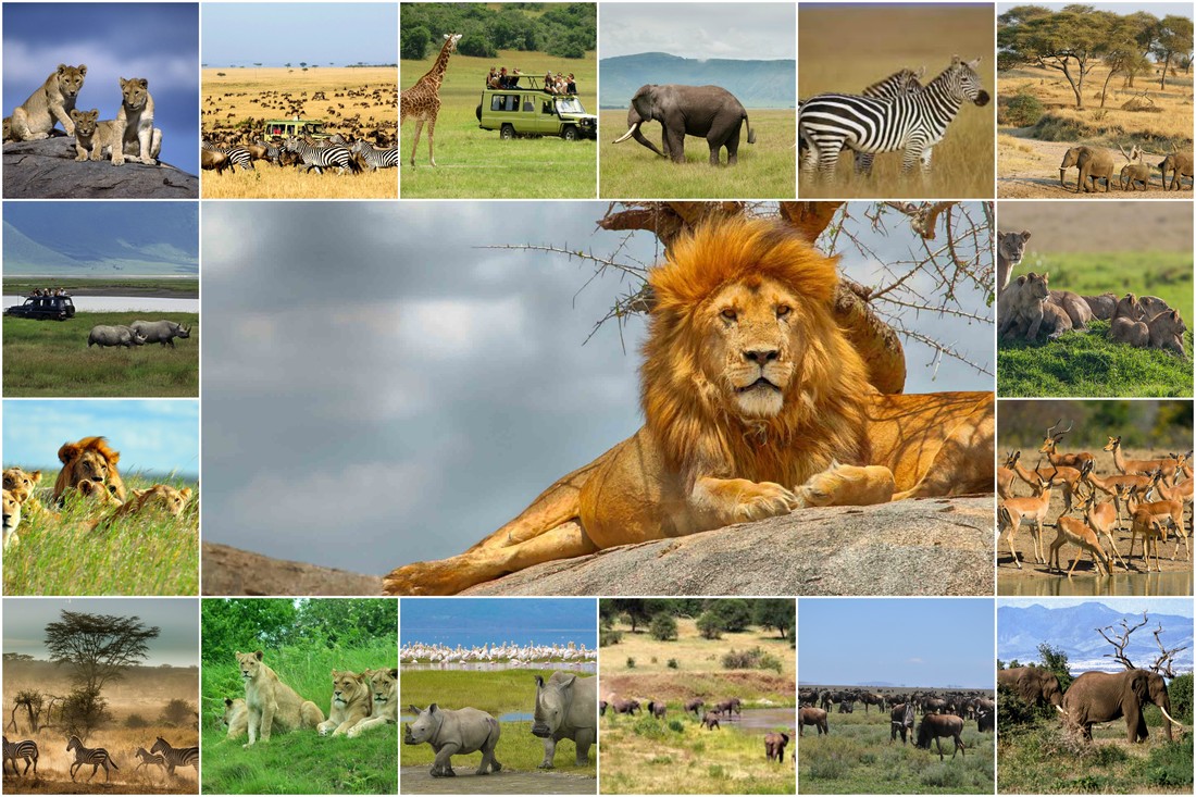 Tanzania Safari Tours - The Up Close Views Of Nature And Wildlife - Egypt Online Tours,Your online travel Agency